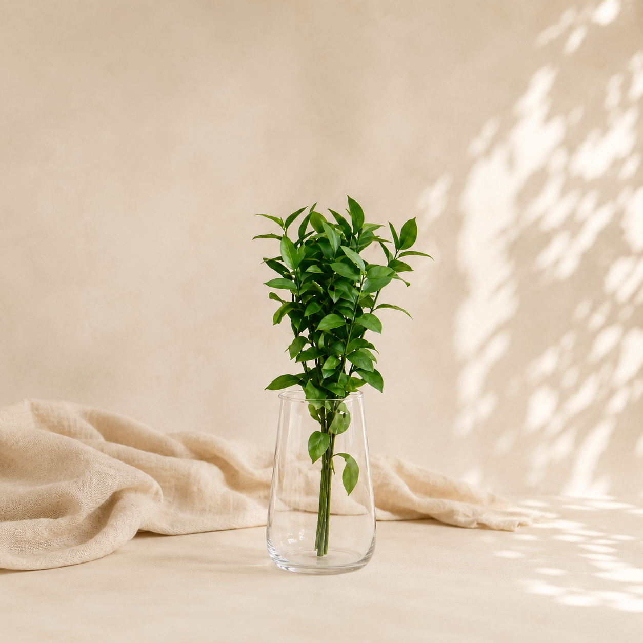 RUSCUS GARDEN