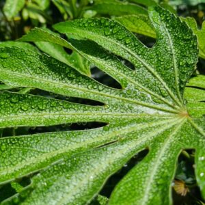 ARALIA BICOLOR