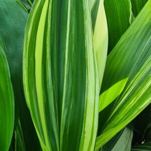 ASPIDISTRA BICOLOR
